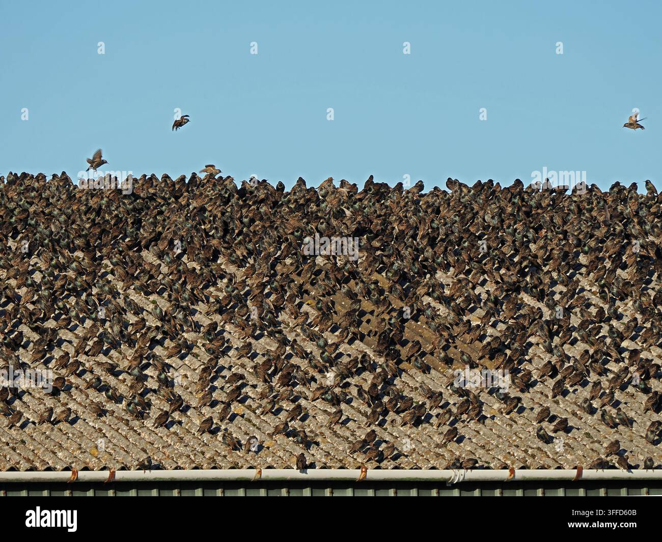 Große Schar von europäischen / gewöhnlichen Staren (Sturnus vulgaris) versammelt sich auf dem welligen Dach eines Bauernhauses in Cumberland zur Wärme im Winter, einige im Flug Stockfoto