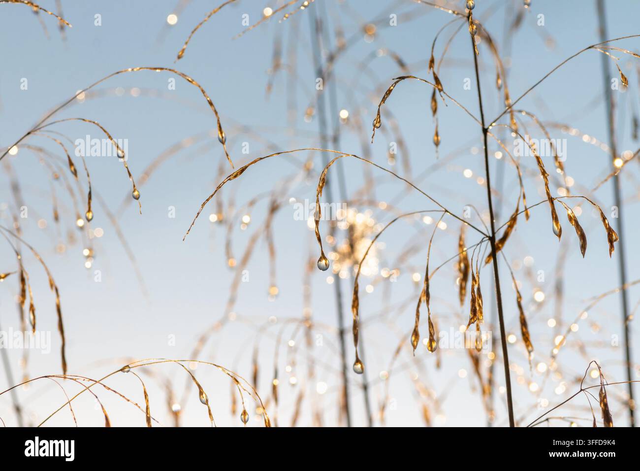 Goldene Wildgrashalme mit Morgentautropfen bei Sonnenaufgang. Trockene gelbe Stängel vor einem weichen blauen Himmelshintergrund, Russland. September 2023 Stockfoto