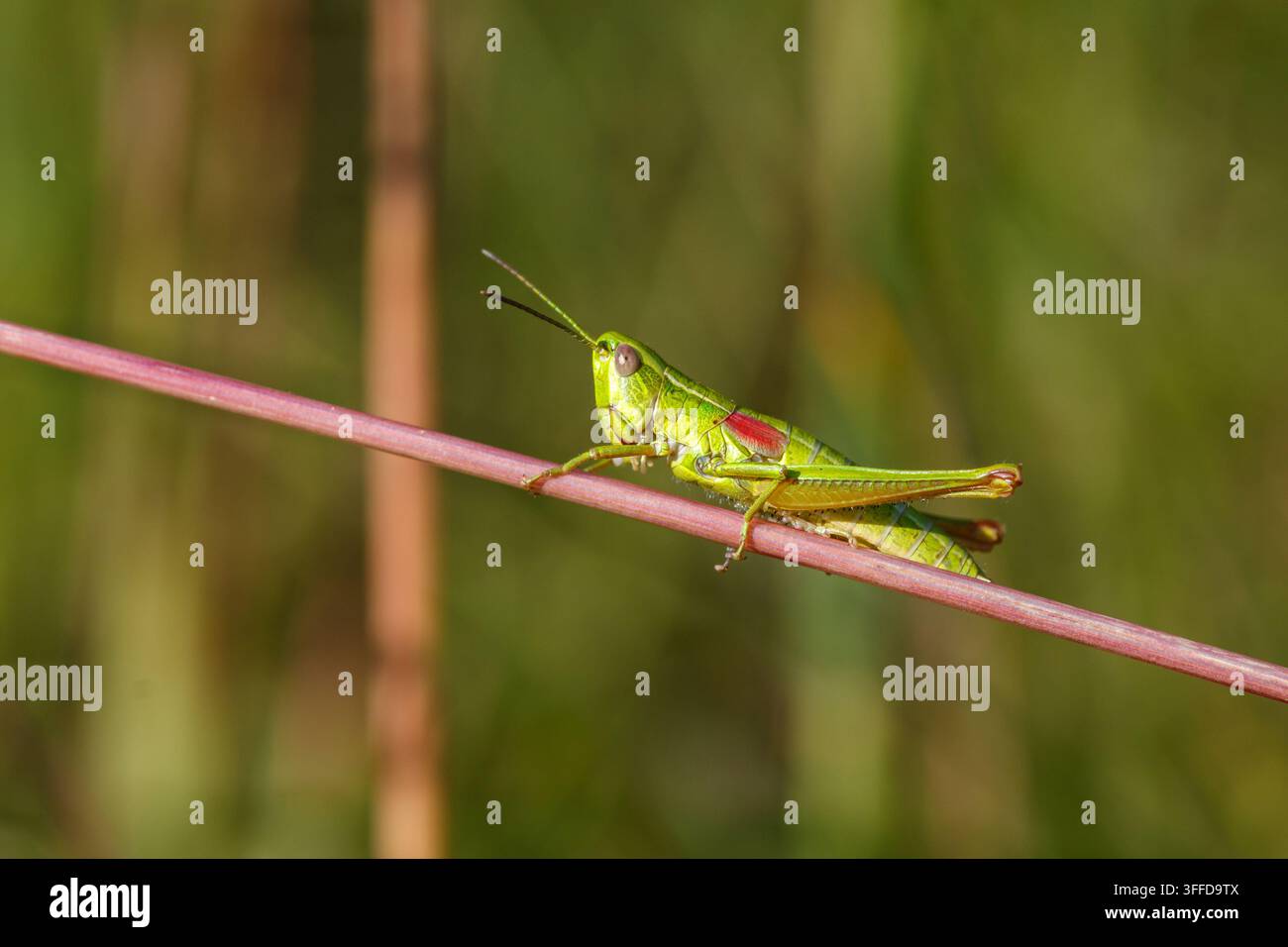 Euthystira brachyptera Grille auf einem rosa Pflanzenstiel. Wildes kurzflügeliges Insekt in einer Wiesenhabitat, Zentralrussland. Juli 2023 Stockfoto