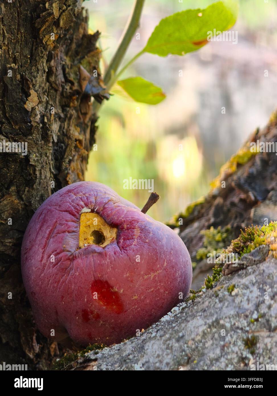 Fauler und beschädigter Apfel, der im Apfelbaumstamm feststeckt, Nahaufnahme - Smartphone-aufgenommenes Stockfoto