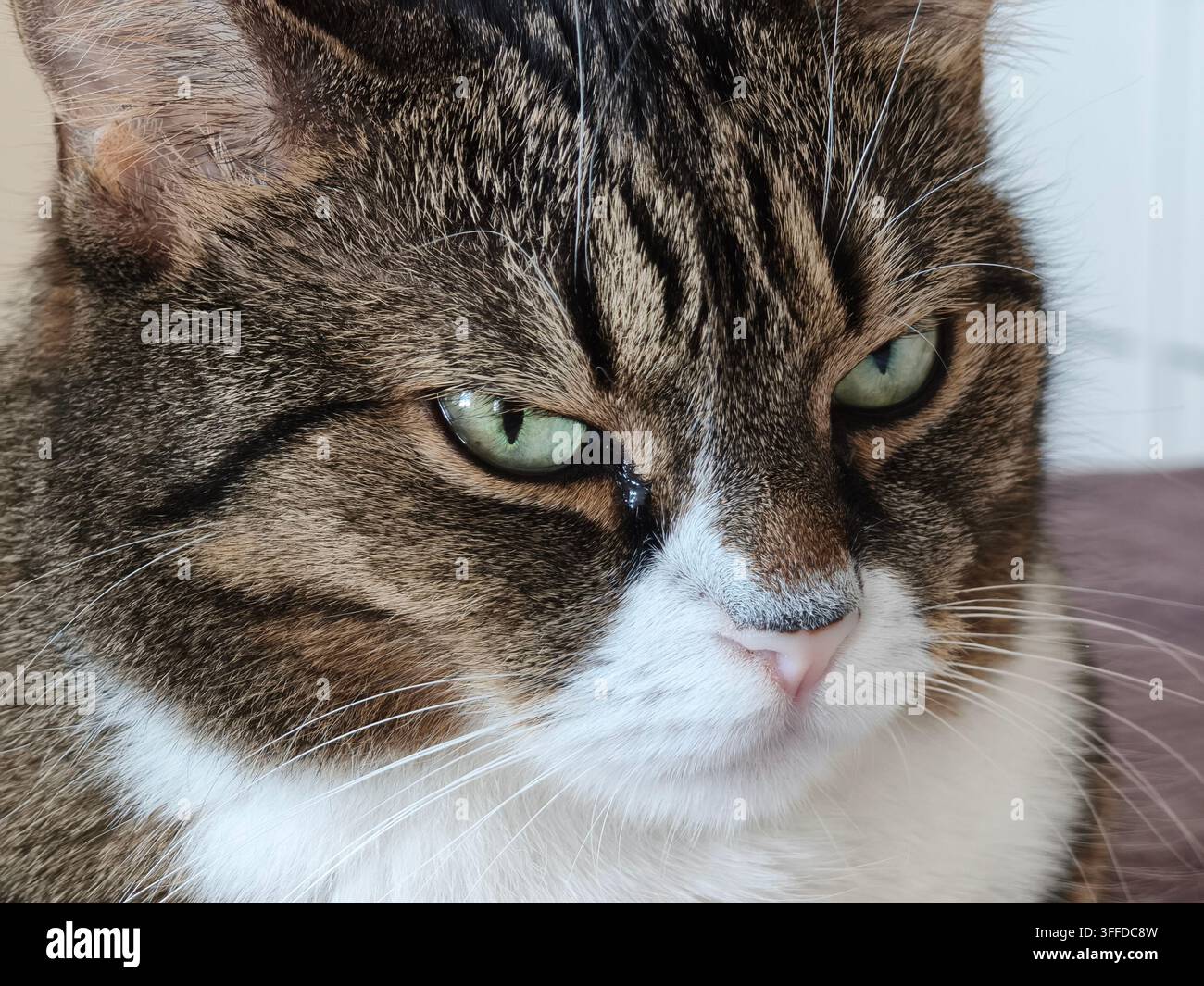 Nahaufnahme-Porträt einer mürrischen Hauskatze mit grünen Augen - Smartphone-aufgenommenes Stockfoto