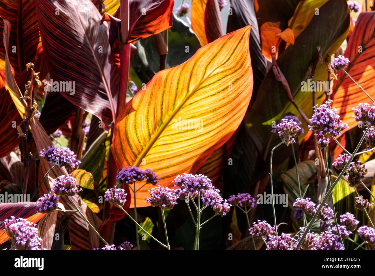 Blumenbrettler im Hampton Court Palace London UK 2026 Stockfoto