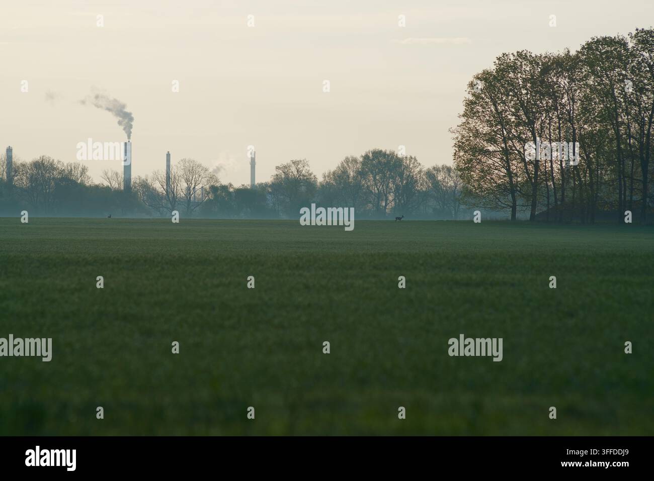 Ein einzelnes Reh steht in der Mitte eines grünen landwirtschaftlichen Feldes mit industriellen Schornsteinen und Bäumen im nebligen Hintergrund. Stockfoto