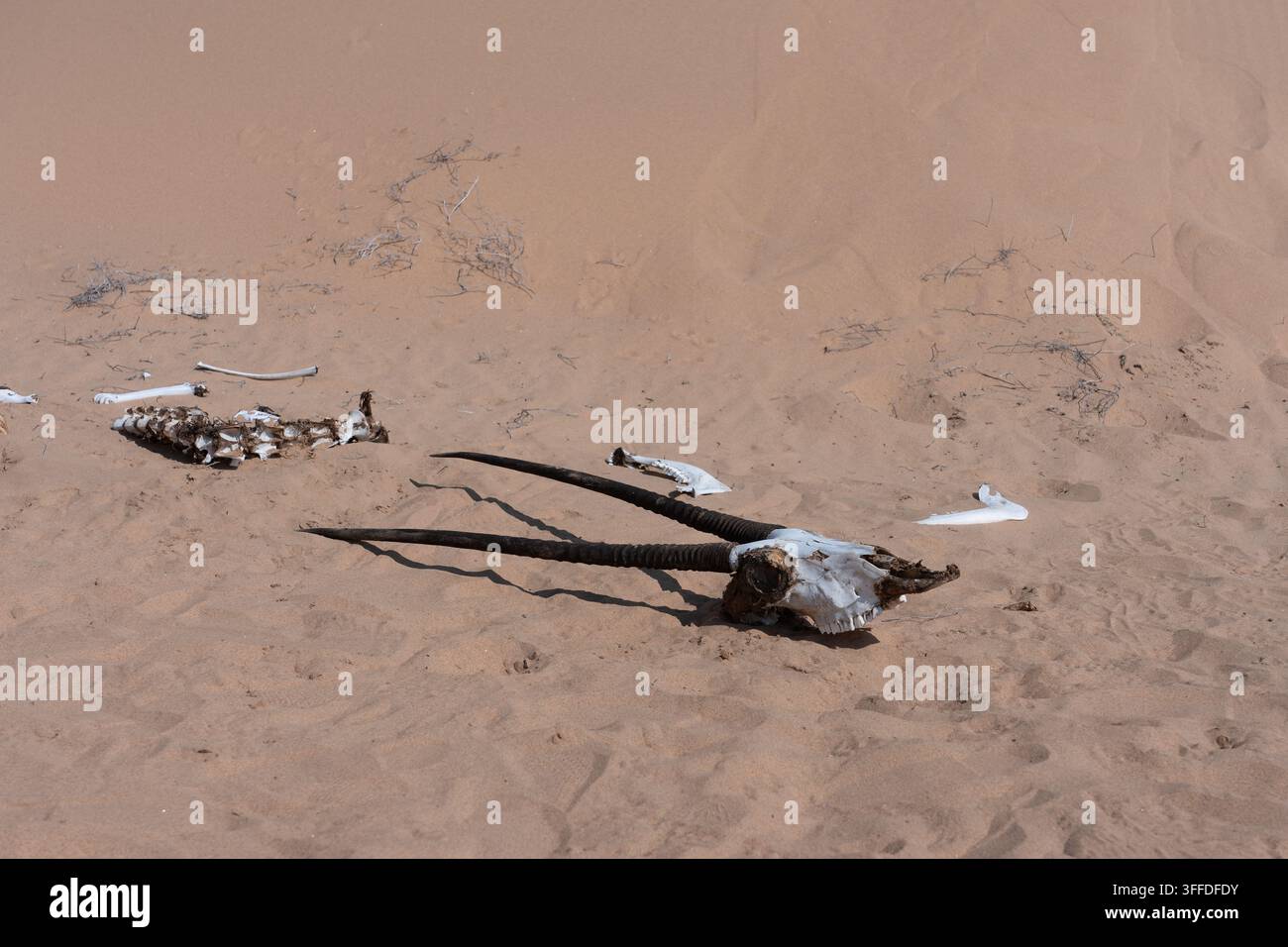 Gebleichtes Skelett und markante Hörner eines toten Oryx, der im Küstenwüstensand an der Atlantikküste Namibias liegt, gesehen während eines Safaris. Stockfoto