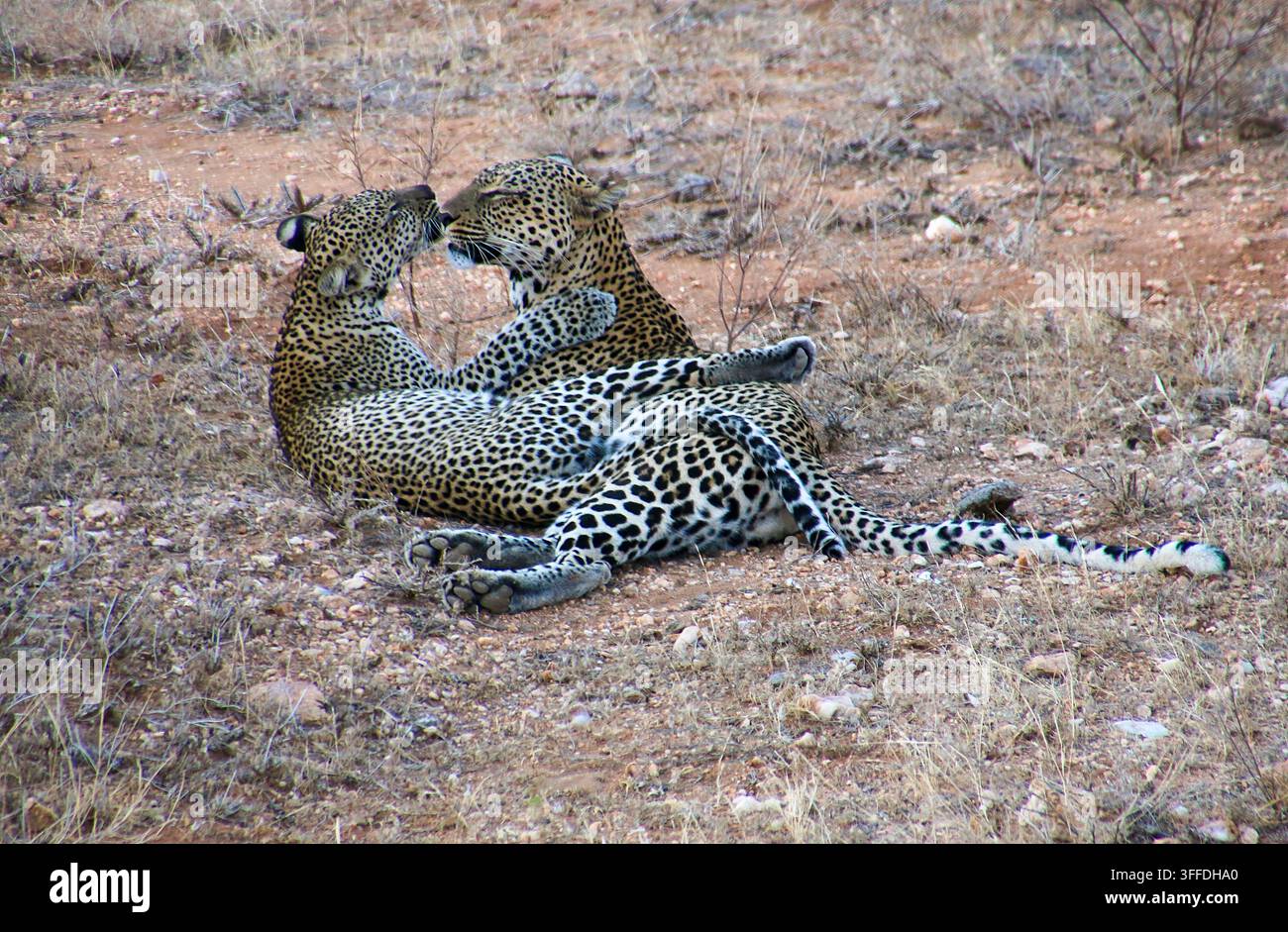 Zwei gesprenkelte Leoparden schmusen, liegen eng aneinander auf dem trockenen, spärlichen Savannengrund und zeigen eine zarte Bindung und eine liebevolle Interaktion während der Morgendämmerung Stockfoto