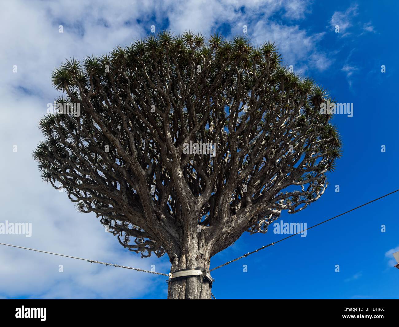 Eine Niederwinkelaufnahme eines alten Drachenbaums vor einem blauen Himmel nahe Icod de los Vinos im Frühling Stockfoto