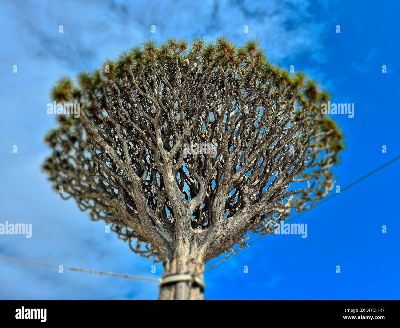 Eine Niederwinkelaufnahme eines alten Drachenbaums vor einem blauen Himmel nahe Icod de los Vinos im Frühling Stockfoto