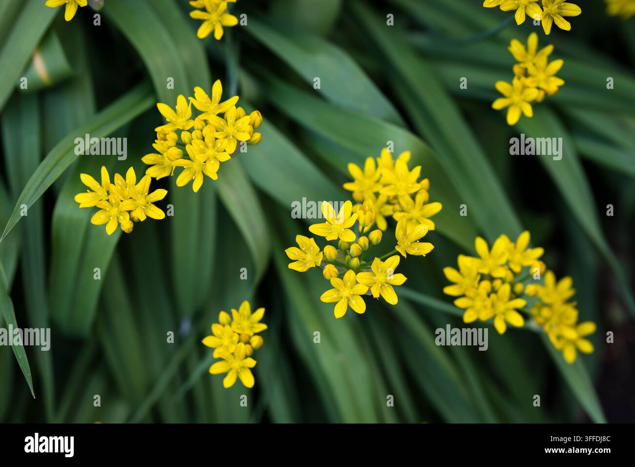 Allium moly 'Jeannine' (goldener Knoblauch), eine bezaubernde zwiebelige Staude mit Büscheln von hellgelben sternförmigen Blüten. Stockfoto