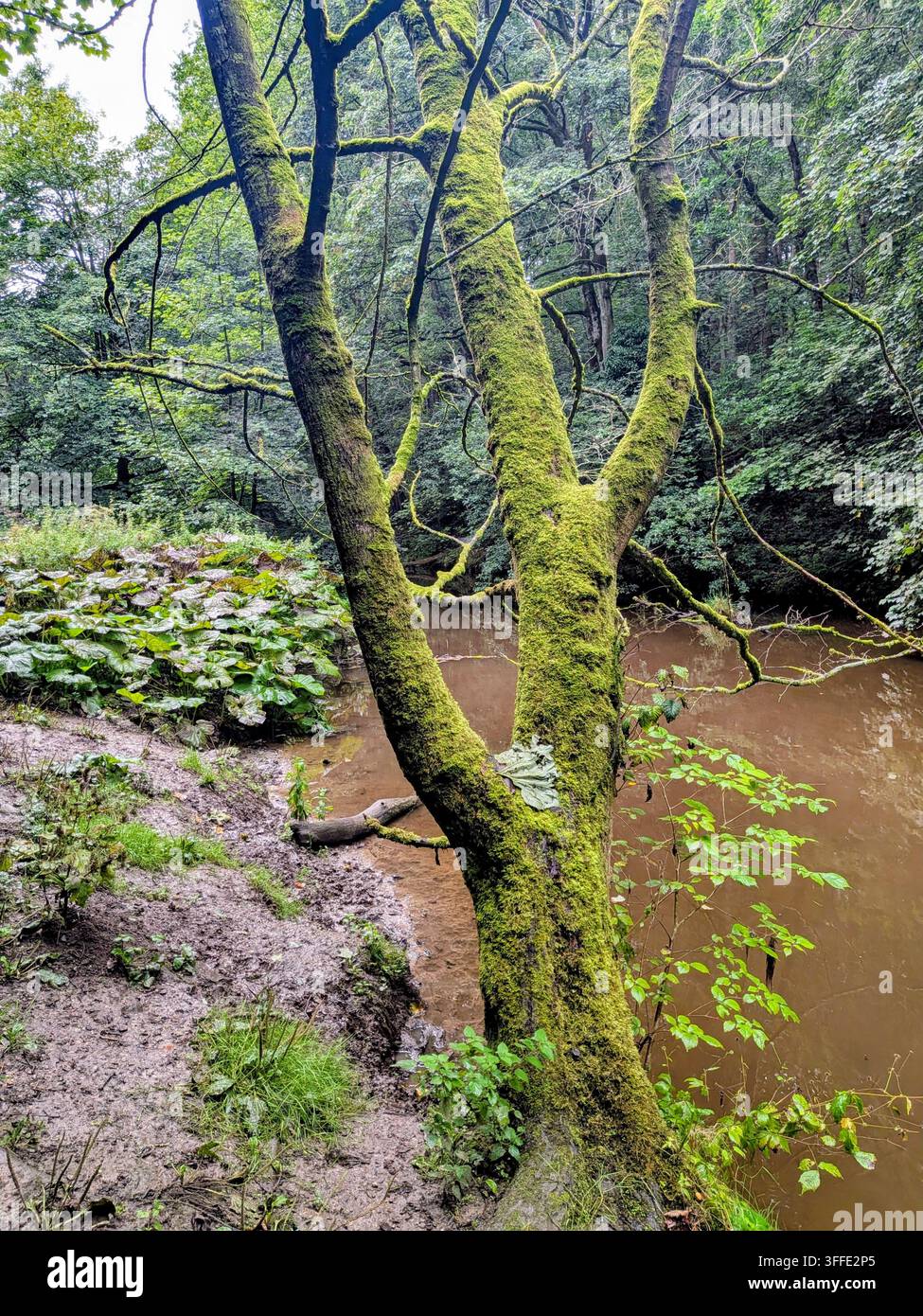 Skipton Schloß Wald Stockfoto