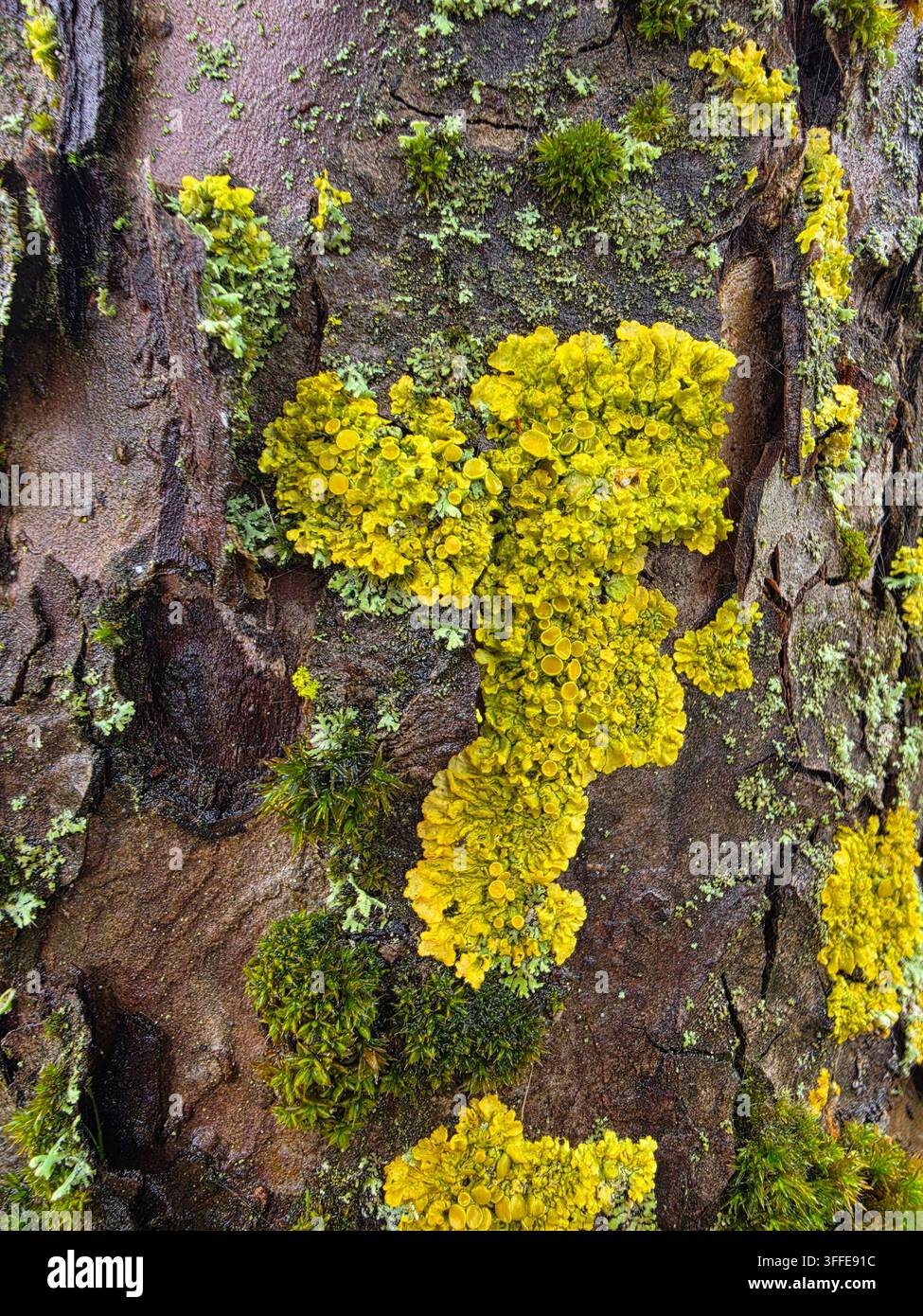 Nahaufnahme von hellgelbem und grünem Flechtenbewuchs auf der strukturierten Rinde eines Baumstamms. - Smartphone-aufgenommenes Stockfoto