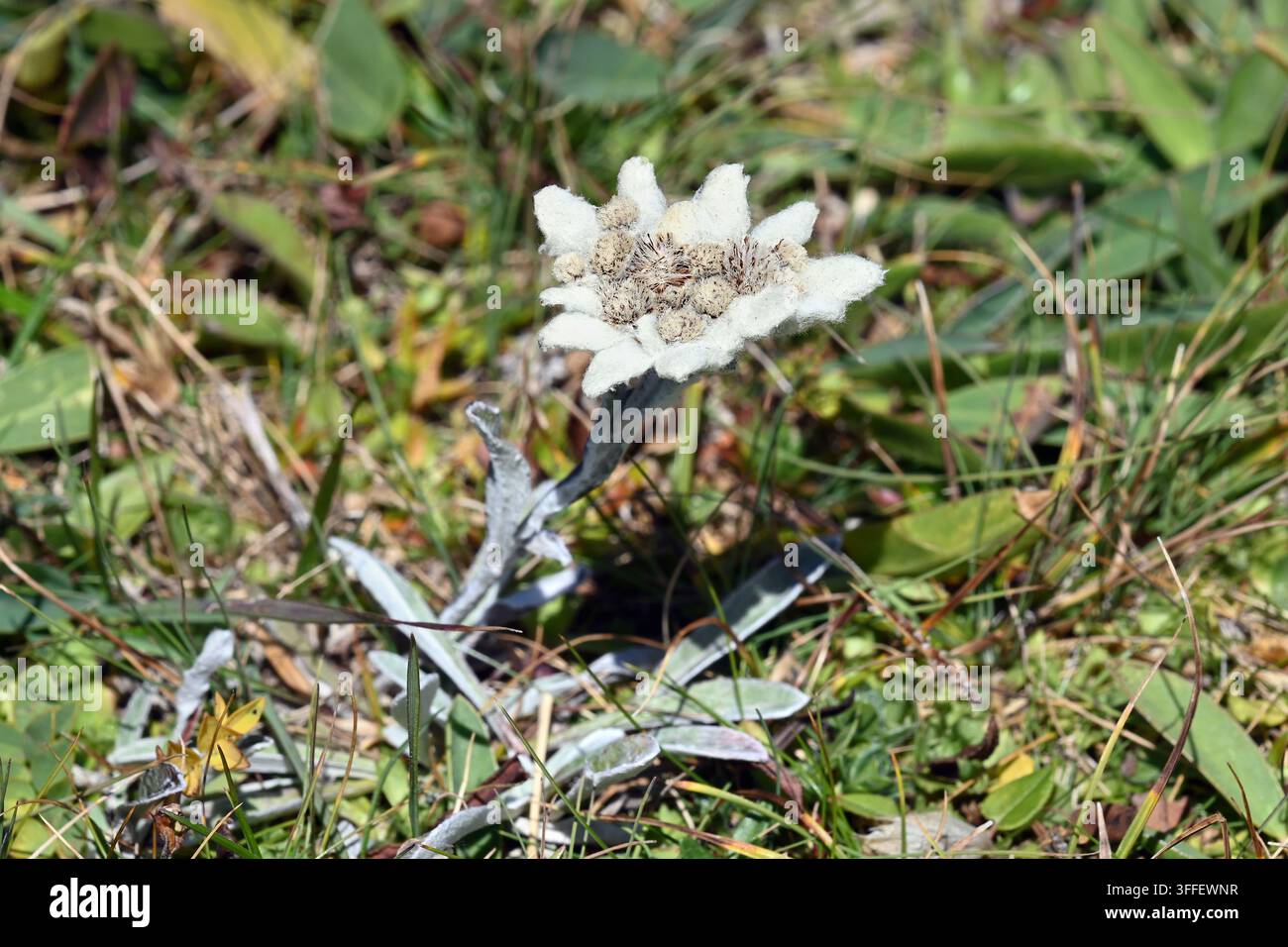 Alpen-Edelweiß-Blume, die auf einer Bergwiese mit wolligen weißen Blütenblättern und silbernen Blättern wächst, Schneeberg, Niederösterreich Stockfoto