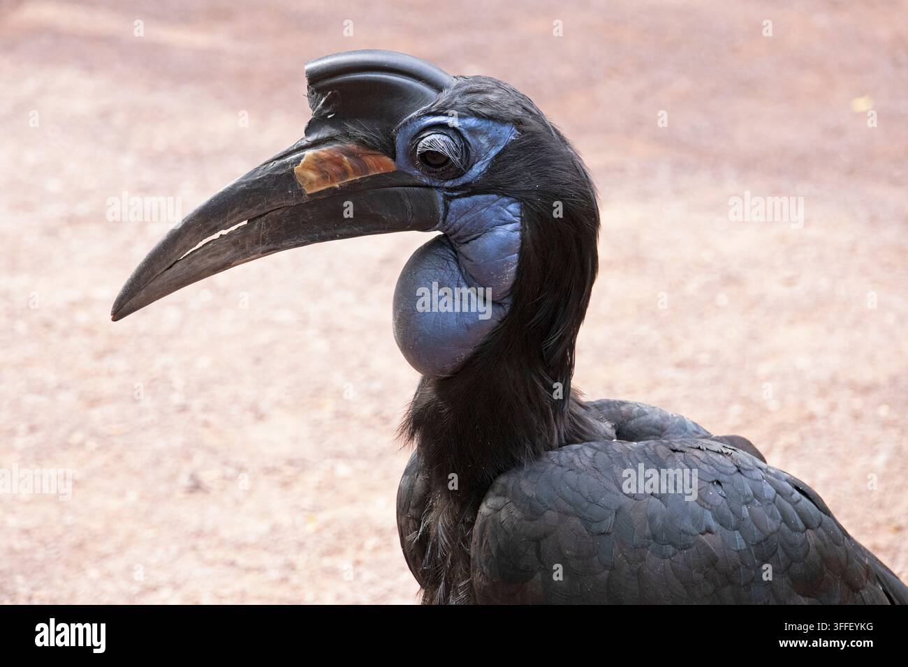 Weiblicher Nordlicher Bodenhornvogel (Bucorvus abyssinicus), Zoo, Magdeburg, Sachsen-Anhalt, Deutschland Stockfoto