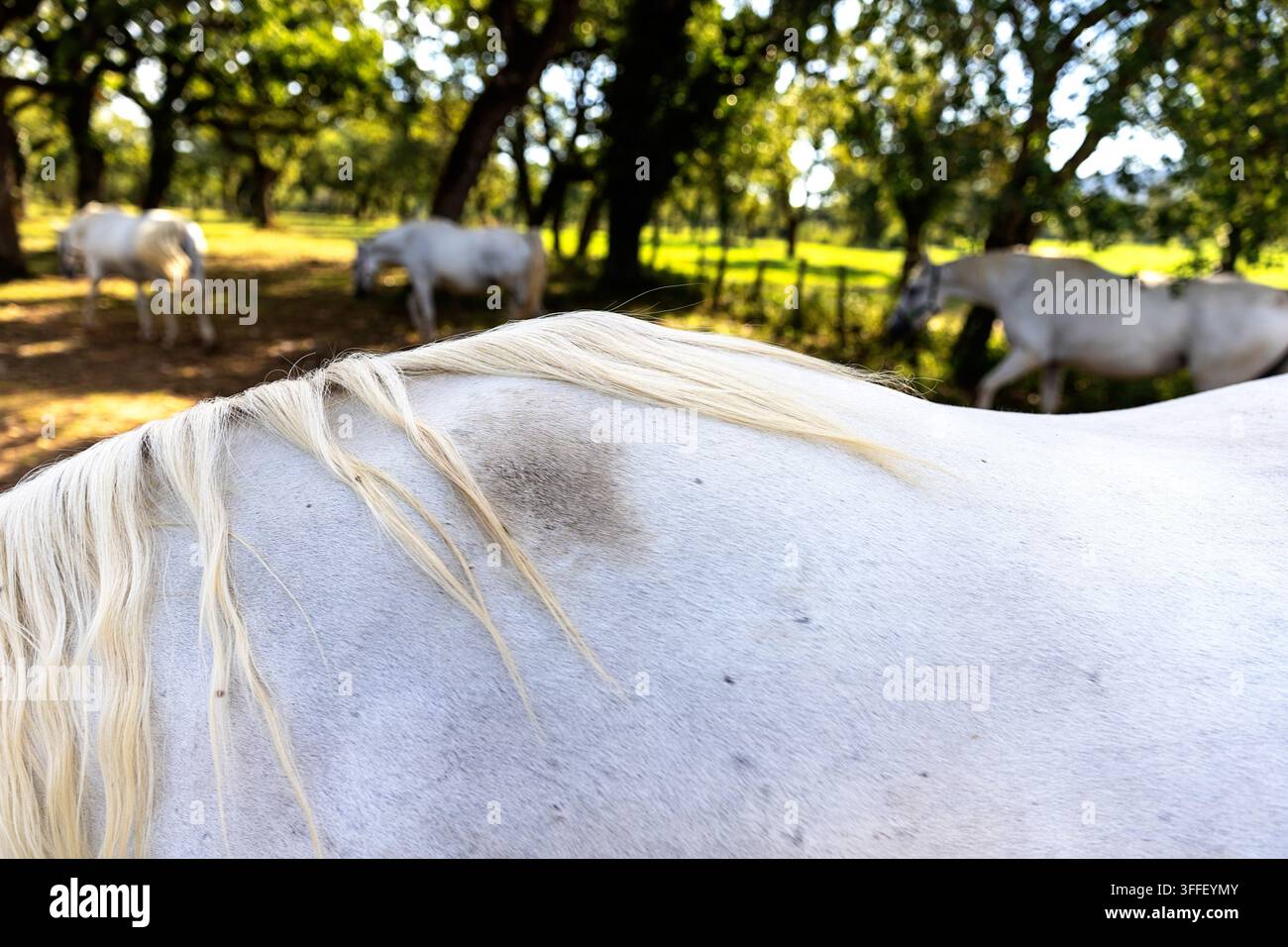 Eine detaillierte Nahaufnahme der Mähne eines weißen Lipizzaner-Pferdes mit einem unscharfen Hintergrund der Herde und alter Eichen auf den Weiden in Lipica. Stockfoto