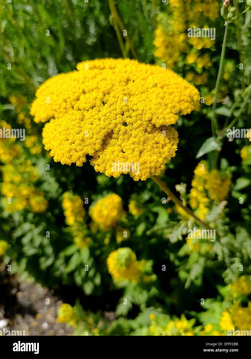 Gelber Schafgarbe, eine robuste, horstbildende Staude mit tellergleichen goldgelben Blüten, Kent, UK Stockfoto