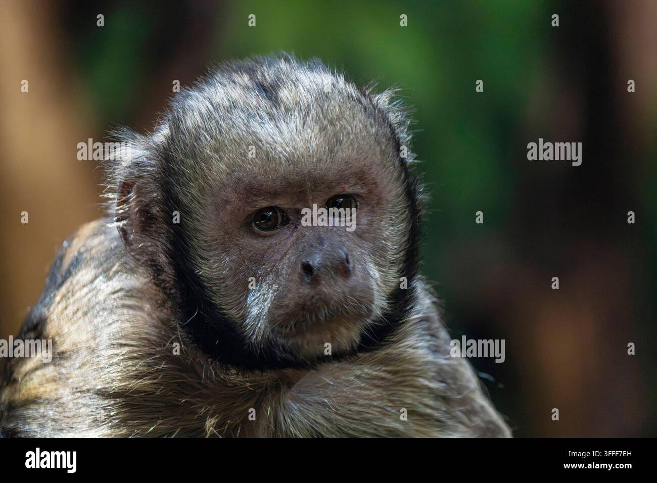 Ein Gelbbrustkapuziner Sapajus xanthosternos im Affenhaus im Tierpark Berlin-Friedrichsfelde. *** Ein Gelbbrustkapuziner Sapajus xanthosternos im Affenhaus im Zoo Berlin-Friedrichsfelde Stockfoto