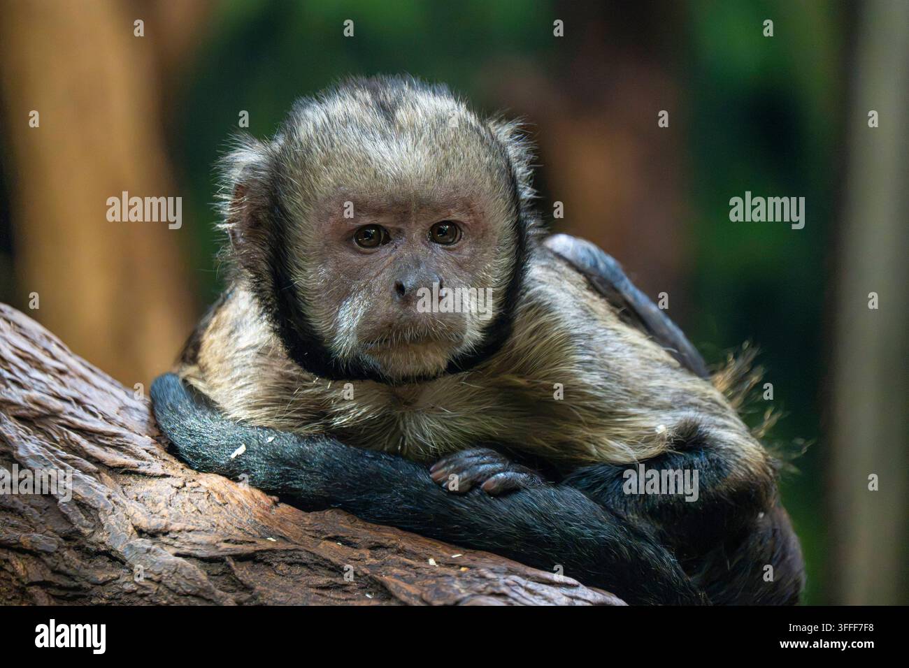 Ein Gelbbrustkapuziner Sapajus xanthosternos im Affenhaus im Tierpark Berlin-Friedrichsfelde. *** Ein Gelbbrustkapuziner Sapajus xanthosternos im Affenhaus im Zoo Berlin-Friedrichsfelde Stockfoto