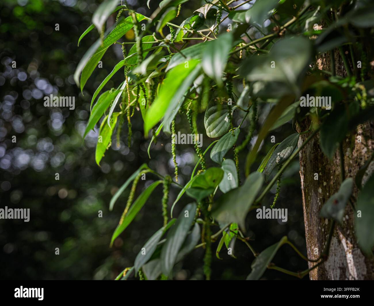Unreife grüne Pfefferbeeren hängen an einer Schwarzen Pfefferpflanze (Piper nigrum), die einen Baumstamm in Kerala erklimmt. Stockfoto