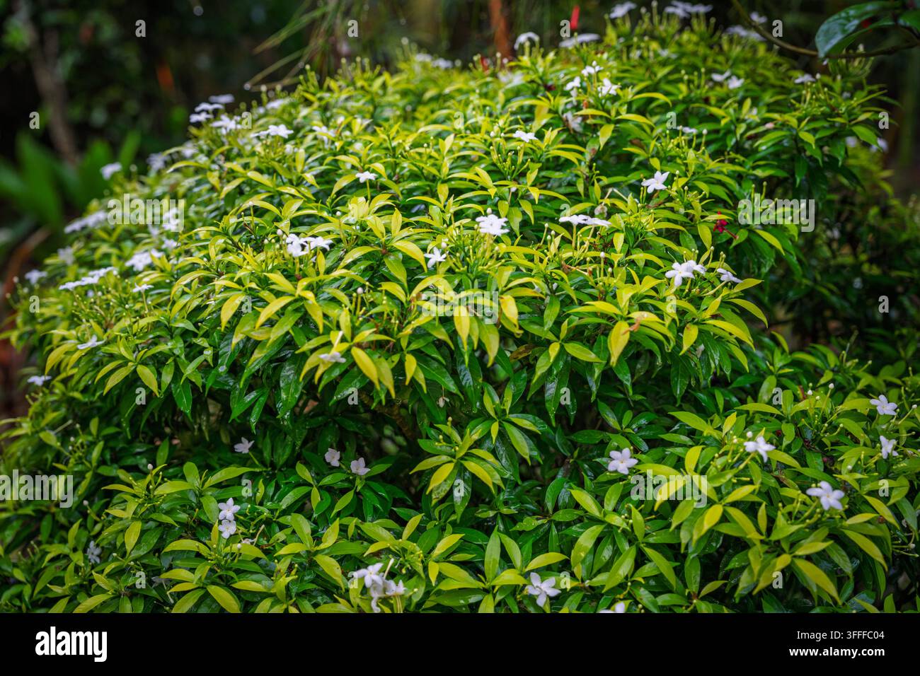 BeschreibungBuschiger Krepp-Jasmin (Tabernaemontana divaricata) Strauch mit zarten weißen Blüten zwischen leuchtend grünen Blättern. Stockfoto
