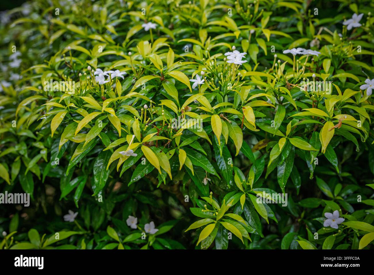 BeschreibungBuschiger Krepp-Jasmin (Tabernaemontana divaricata) Strauch mit zarten weißen Blüten zwischen leuchtend grünen Blättern. Stockfoto