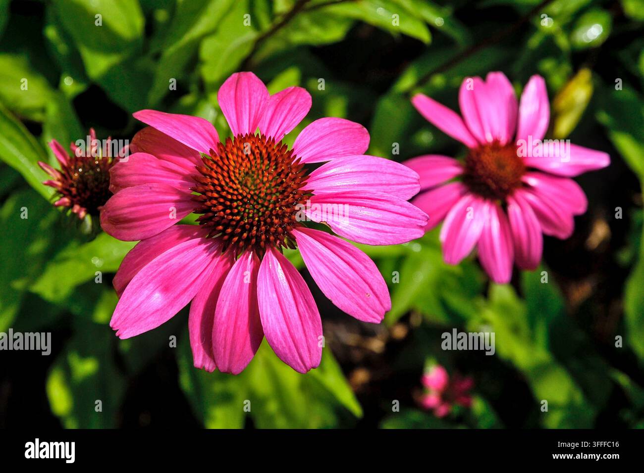 Nasse und glänzende Echinacea-Blüten (Purpur-Sonnenhut) im hellen Sonnenschein nach dem Regen mit Laub im Hintergrund. Stockfoto