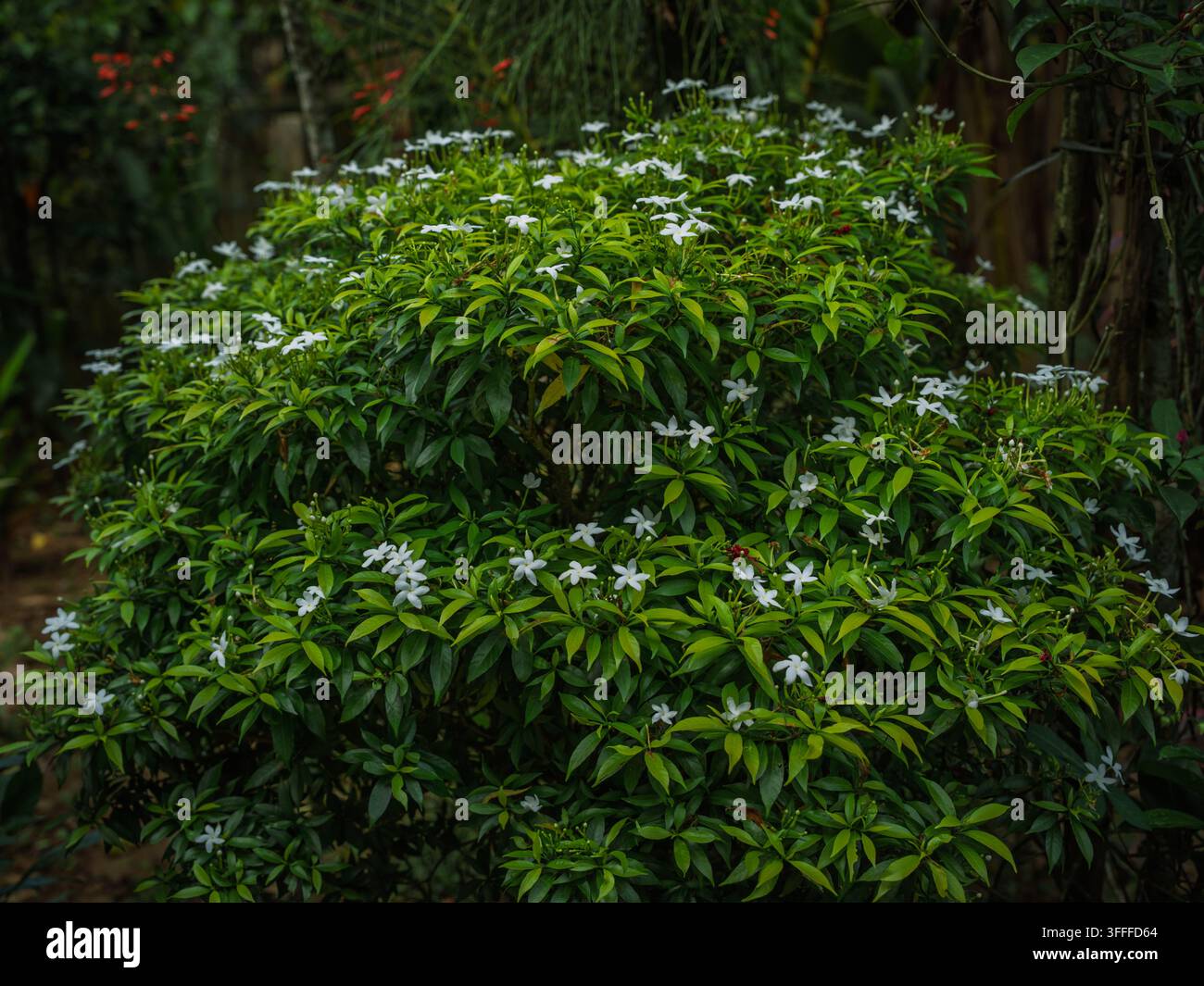 BeschreibungBuschiger Krepp-Jasmin (Tabernaemontana divaricata) Strauch mit zarten weißen Blüten zwischen leuchtend grünen Blättern. Stockfoto