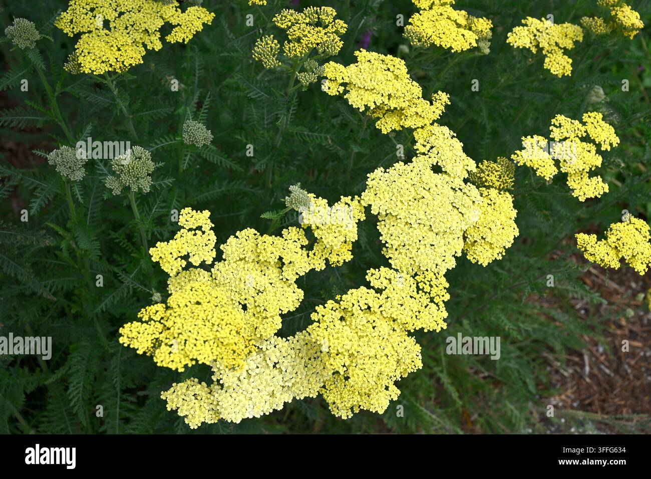 Weiche gelbe Sommerblumen von Schafgarbe, Achillea millefolium 'Credo', die im Juni in einem Garten in Großbritannien wachsen Stockfoto