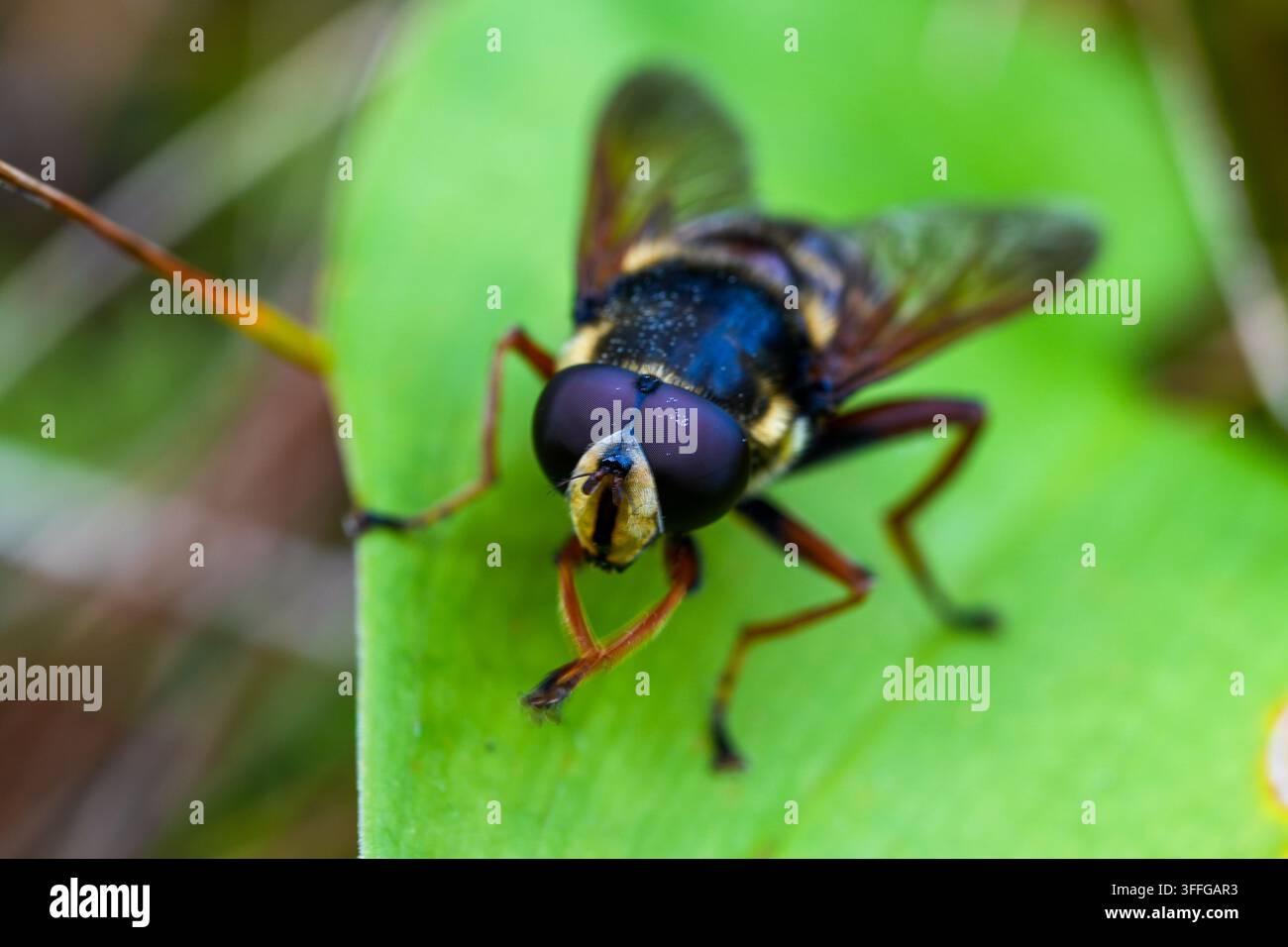 Nahaufnahme-Makroaufnahme einer gewöhnlichen Schwebfliege aus der Familie der Schwebfliegen, die auf einem grünen Blatt ruht und große Facettenaugen, Flügel und einen detaillierten Körper zeigt Stockfoto