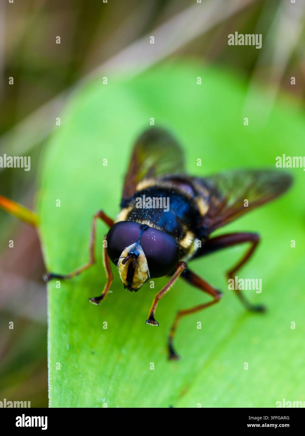 Detailliertes Makroporträt einer gewöhnlichen Schwebfliege aus der Familie der Syrphidae, die auf einem grünen Blatt ruht und große Facettenaugen, Flügel und Körpermerkmale zeigt Stockfoto