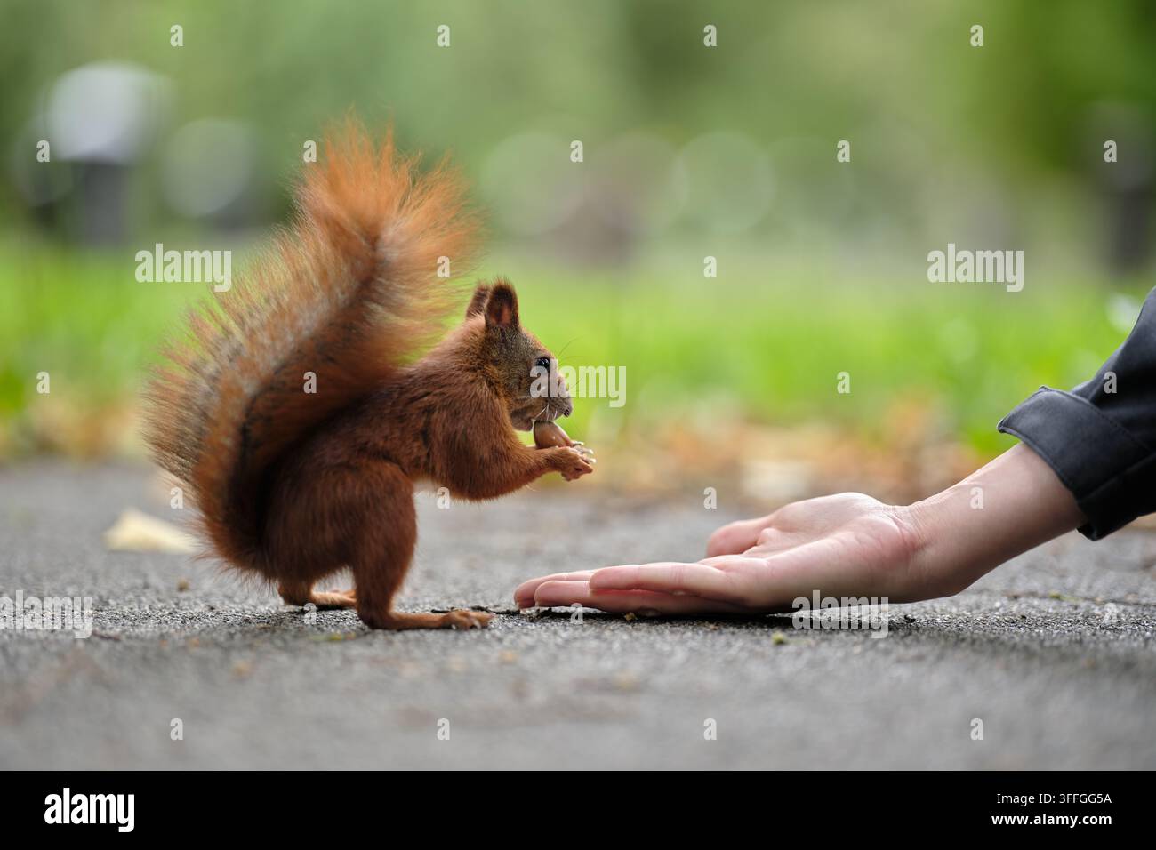 Erdhörnchen hält Nahrung neben einer ausgestreckten Hand im Freien und zeigt eine nahe Wildtierbegegnung und Mensch-Tier-Interaktion. Stockfoto