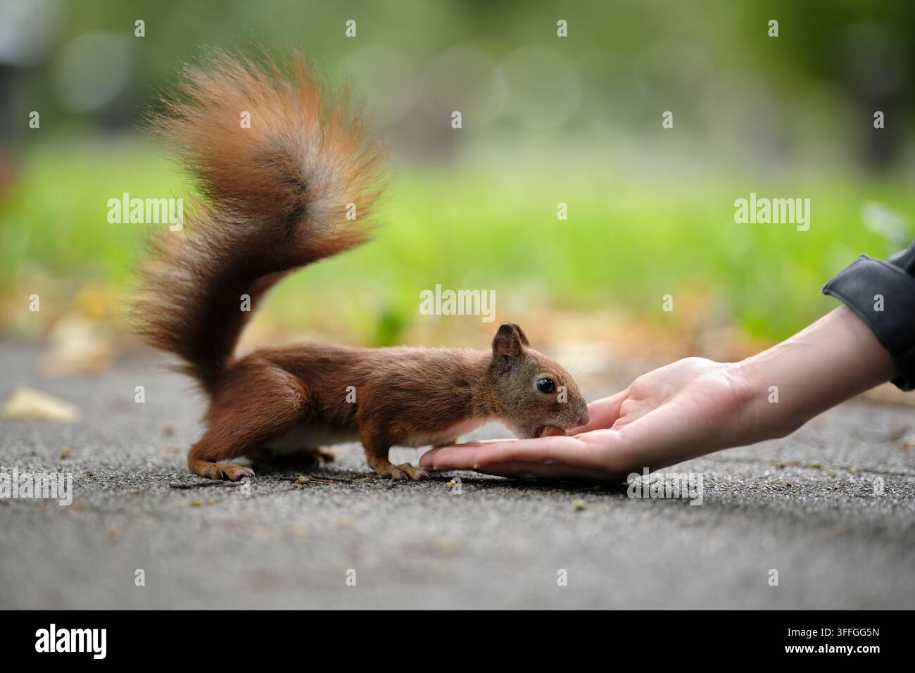 Rotwiesel frisst aus einer offenen Menschenhand im Freien, zeigt direkte Wildtierinteraktion, Handfütterung und Vertrauen. Stockfoto