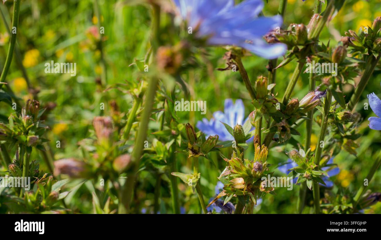 Wegwarte Cichorium intybus in Blüte und Knospe an drahtigen Straßenrandstängeln in der Sommersonne — Konzept: Kaffeesurrogat und Darmgesundheitskultur, Ruderal Straßenrand-Ekologie Stockfoto