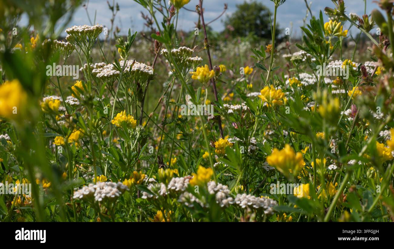 Schafgarbe Achillea millefolium und Gelbe Ackerschötte blühen gemeinsam in einer artenreichen Sommermatte — Konzept: Bestäuberhabitat und Wildblumenwiese R Stockfoto