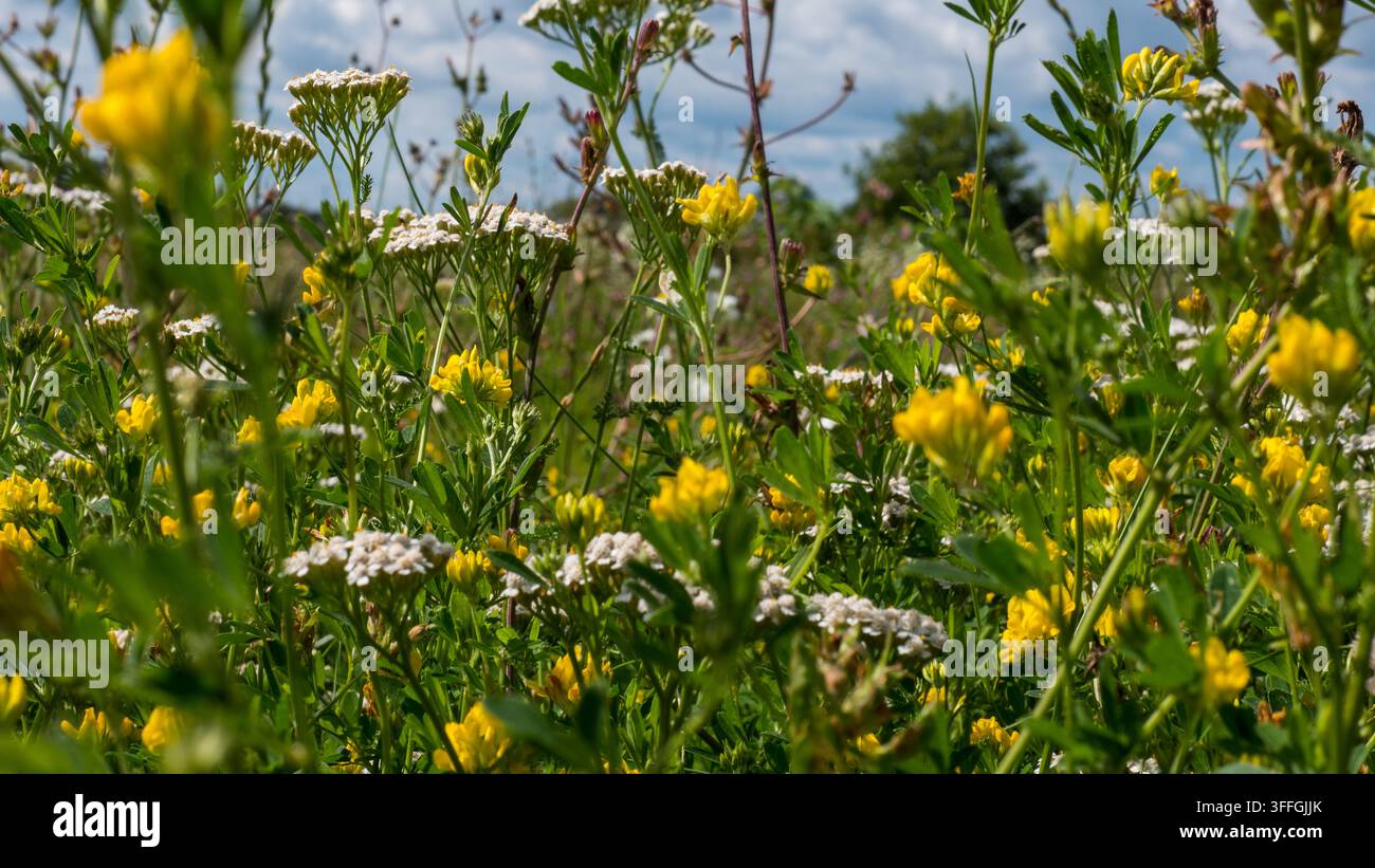 Schafgarbe Achillea millefolium und Gelbe Ackerschötte blühen gemeinsam in einer artenreichen Sommermatte — Konzept: Bestäuberhabitat und Wildblumenwiese R Stockfoto