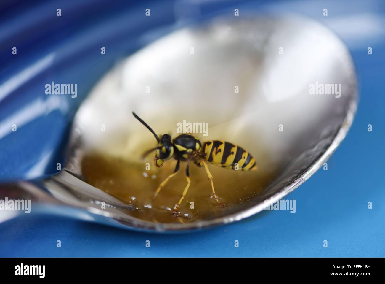 Eine Wespe sitzt auf einem Teelöffel und trinkt Honig, der auf dem Löffel zurückgelassen wurde. Der Löffel liegt während des Tageslichts auf einem blauen Teller. Die Wespe bewegt sich Stockfoto