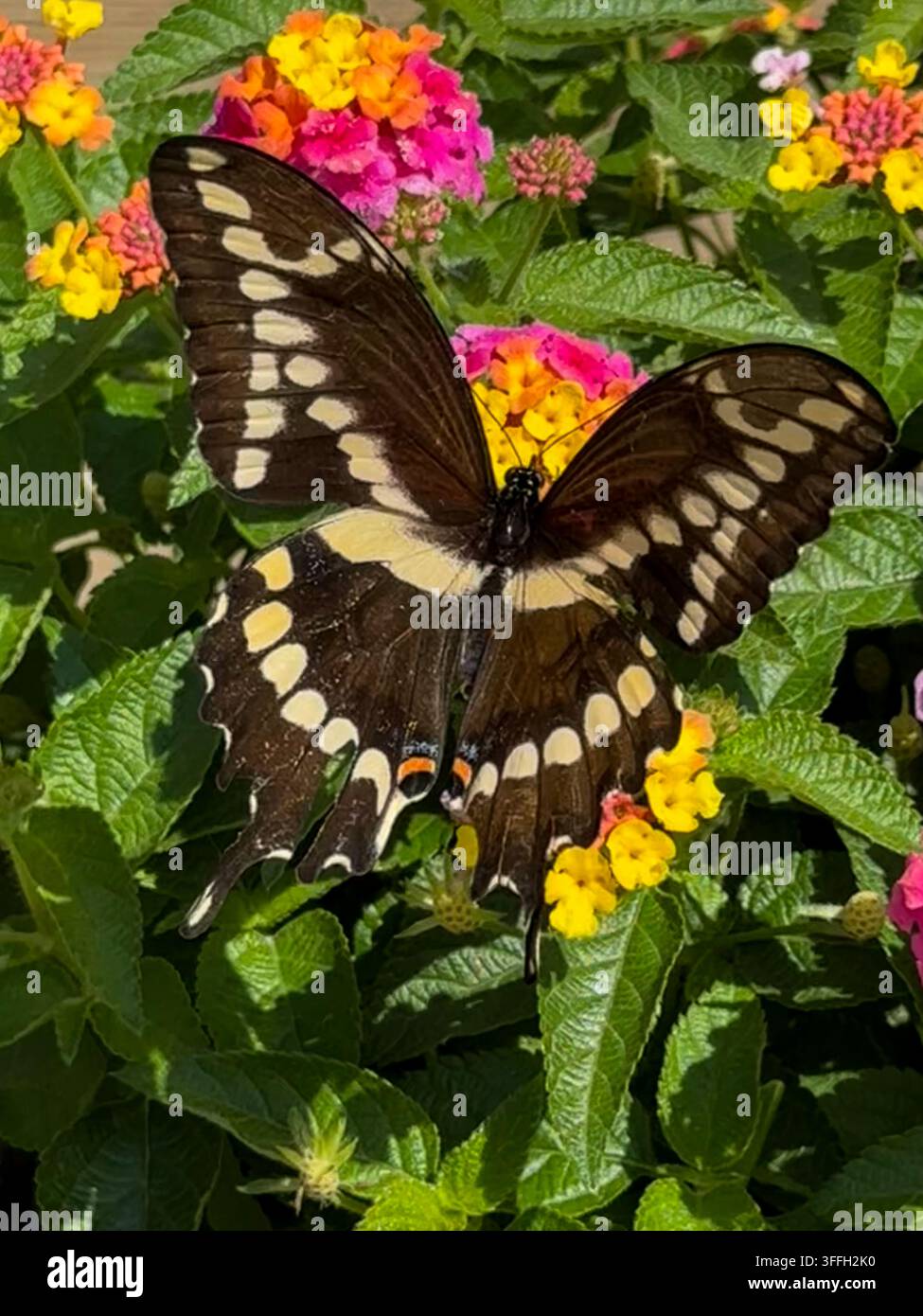 Ein Riesen-Schwalbenschwanzfalter mit vollständig geöffneten Flügeln ruht auf bunten Lantana-Blumen und präsentiert seine charakteristischen dunklen Flügel und hellen Markierungen. Stockfoto