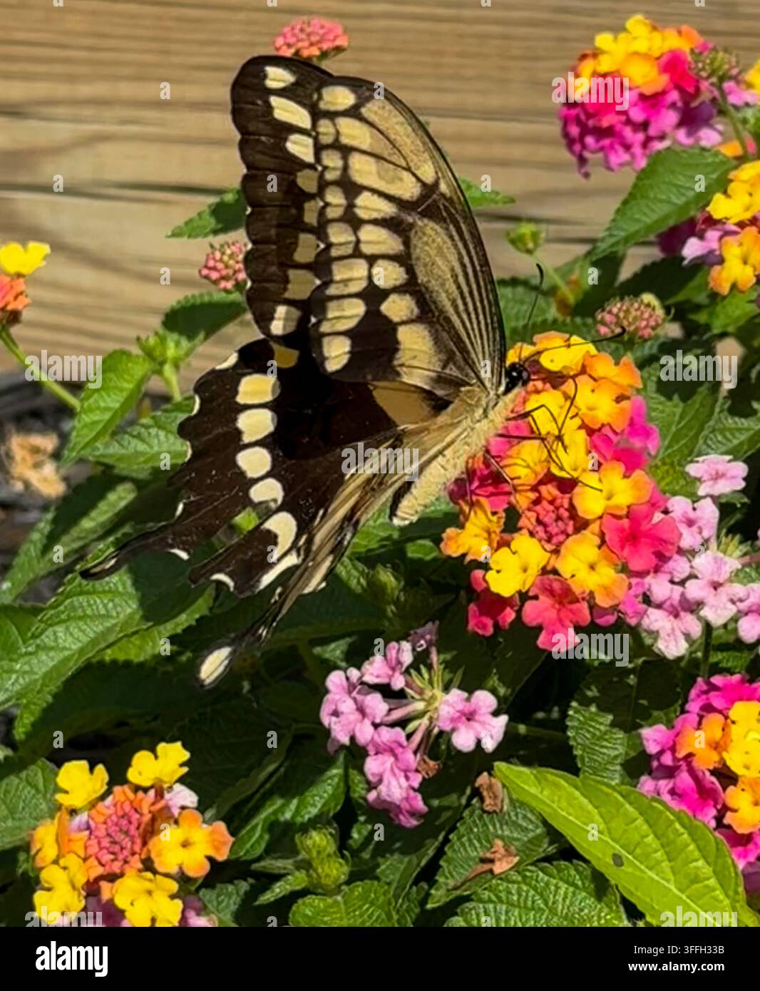 Seitenansicht eines Riesenschwalbenschwanzfächers, der auf Lantana sitzt und seine gemusterten Flügel und charakteristischen Schwanzspitzen zwischen bunten Blumen zeigt Stockfoto