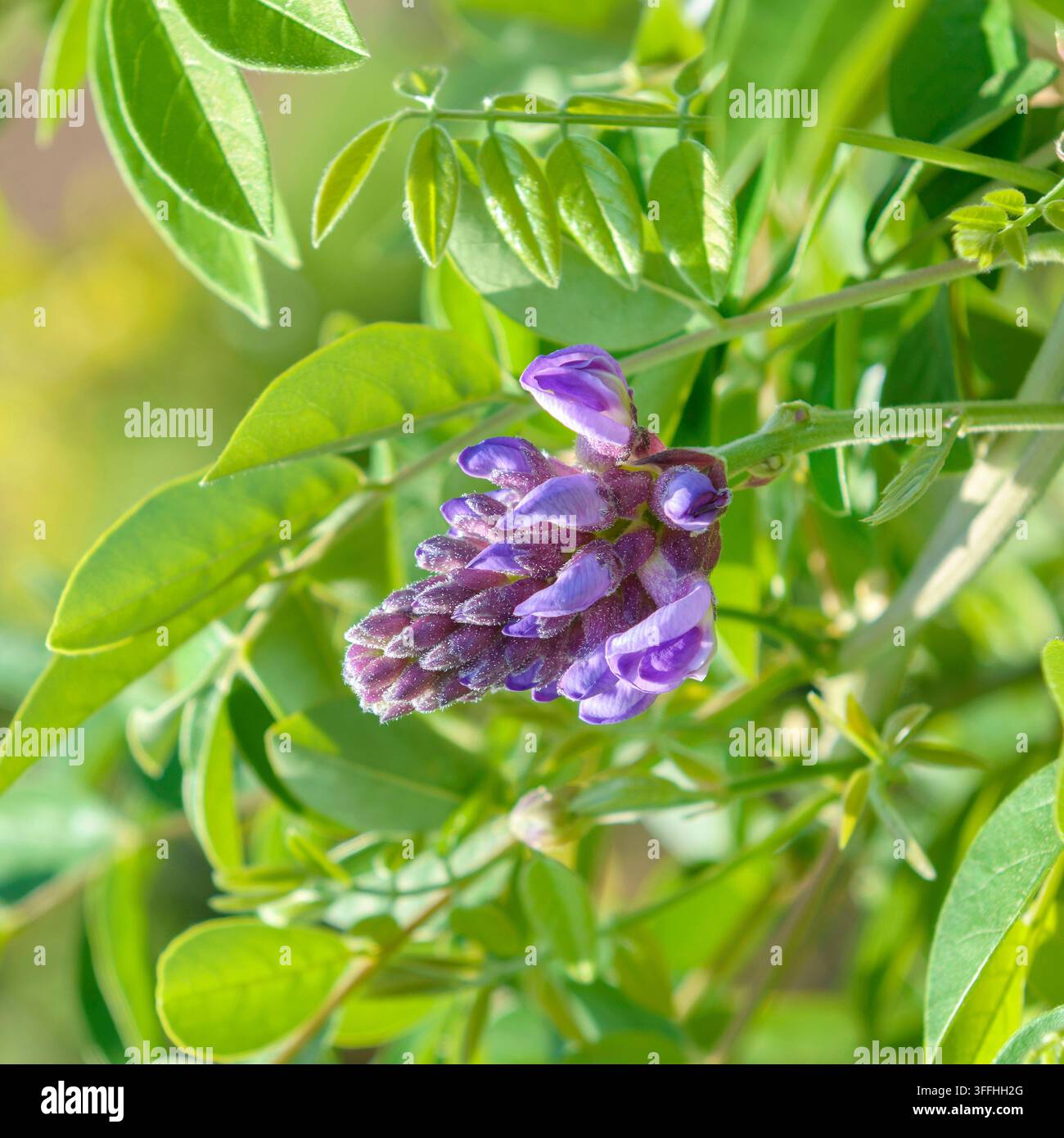 Amerikanische Glyzinie (Wisteria frutescens 'Longwood Purple', Wisteria frutescens Longwood Purple), blühend, Sorte Longwood Purple, Deutschland Stockfoto