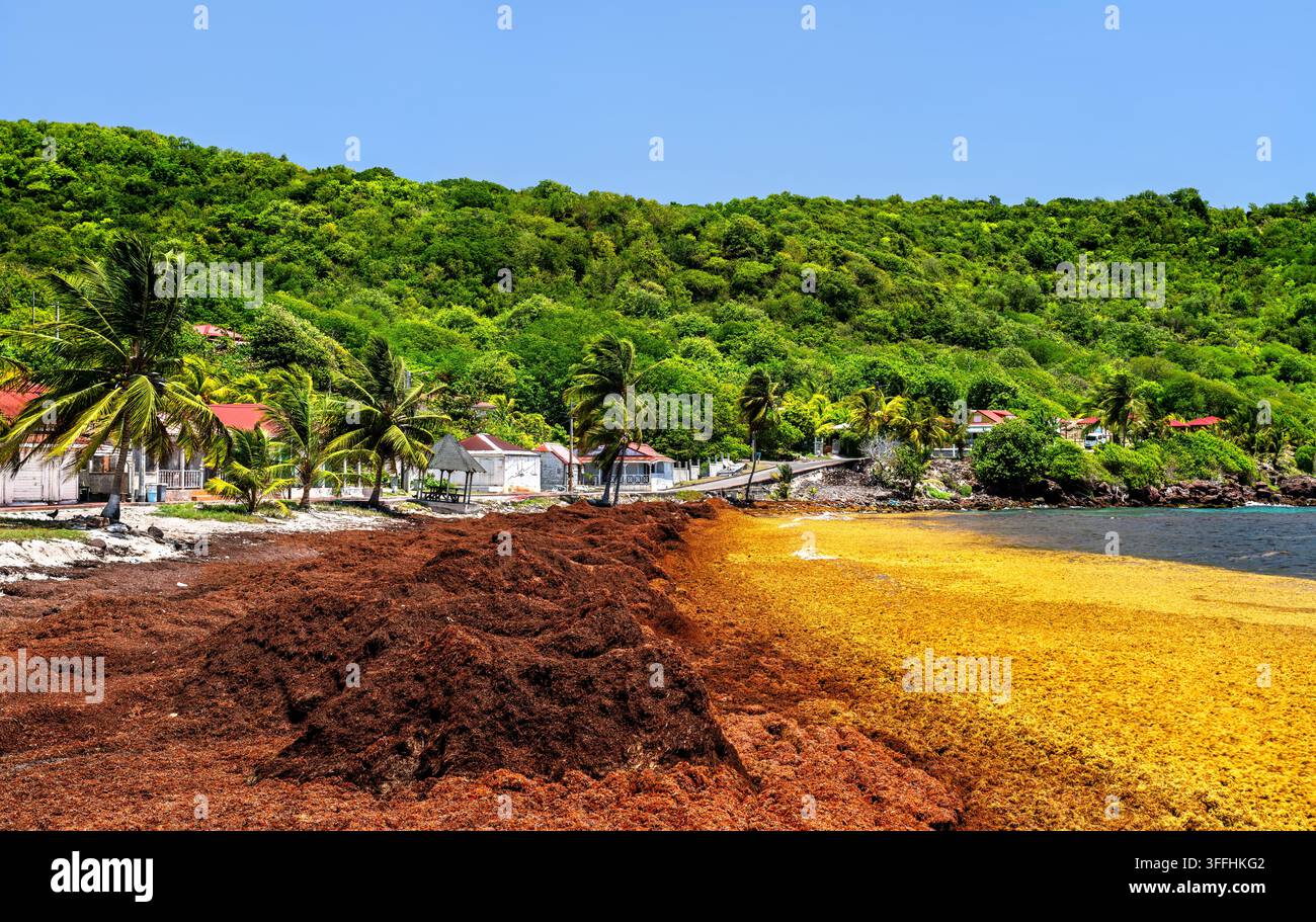 Massive Ansammlung von braunem und gelbem Sargassum-Algen, die an der Küste von Terre-de-Bas in Guadeloupe angespült wurden. Stockfoto