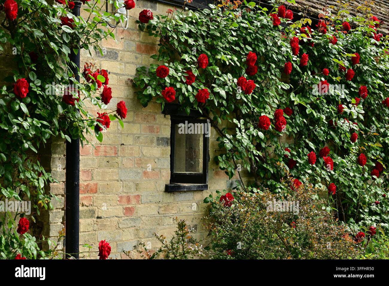 Rote Kletterrosen bedecken eine Ziegelmauer mit einem kleinen Fenster Stockfoto
