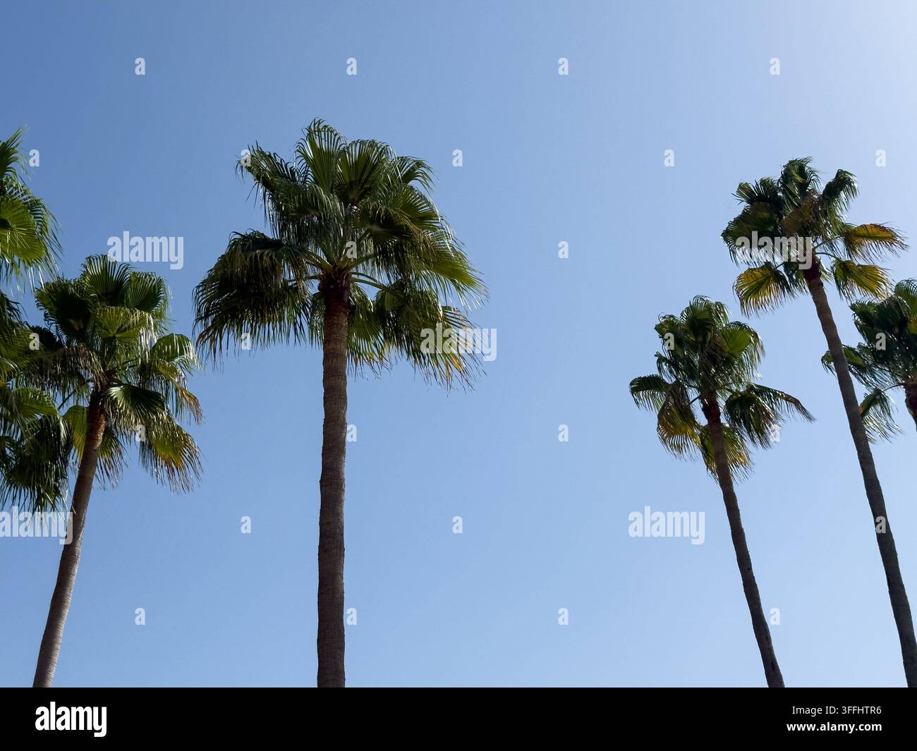 Hohe Palmen, die in einen klaren blauen Sommerhimmel ragen, von unten in einer klaren minimalistischen Komposition fotografiert. Die tropisch aussehenden Palmen und generisch - Smartphone-aufgenommenes Stockfoto