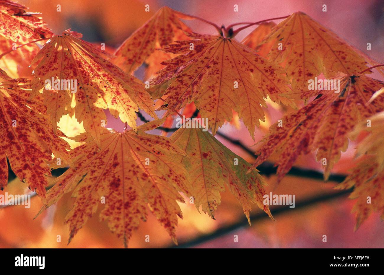 NAHANSICHT VON GESPRINKELTEN HERBSTBLÄTTERN, DIE VOM UNTERGANGENDEN SONNENSCHEIN ERLEUCHTET WERDEN. Stockfoto