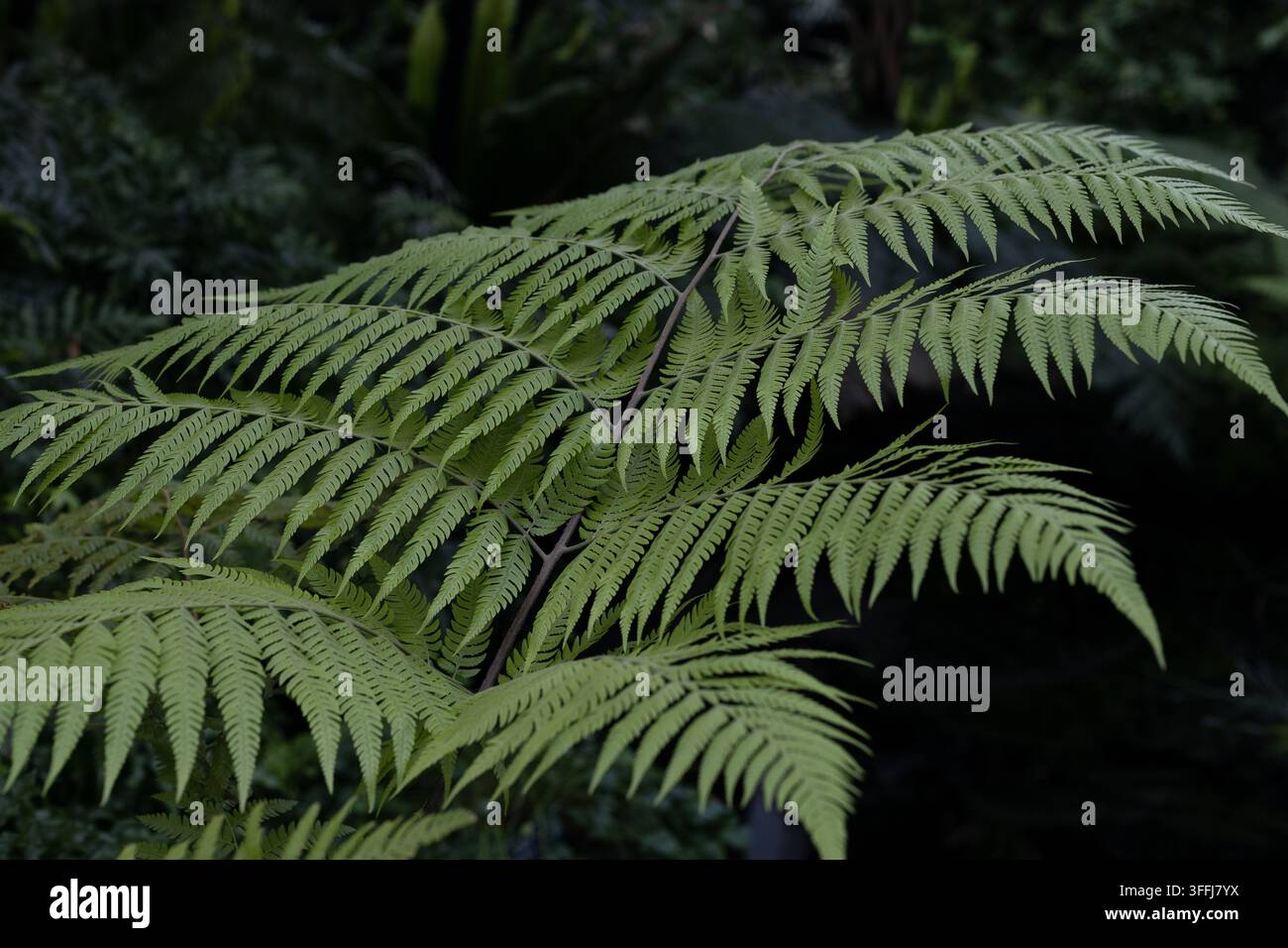 Cibotium barometz – vegetabler Lammfarn. Stockfoto