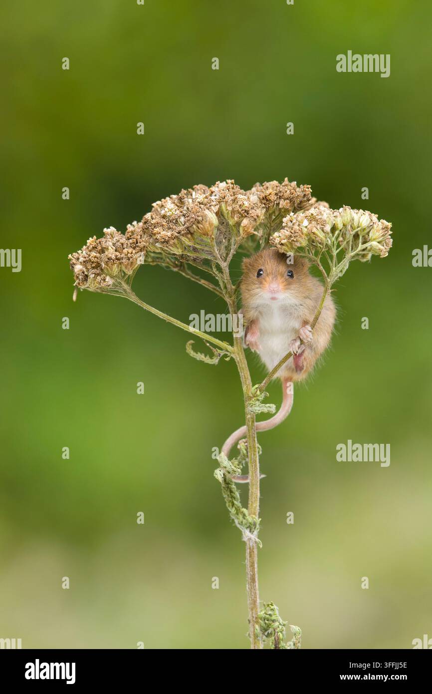 Erntemaus Micromys minutus, Jungtier steht auf Schafgarbe Achillea millefolium, Blütenkopf, Suffolk, England, September Stockfoto