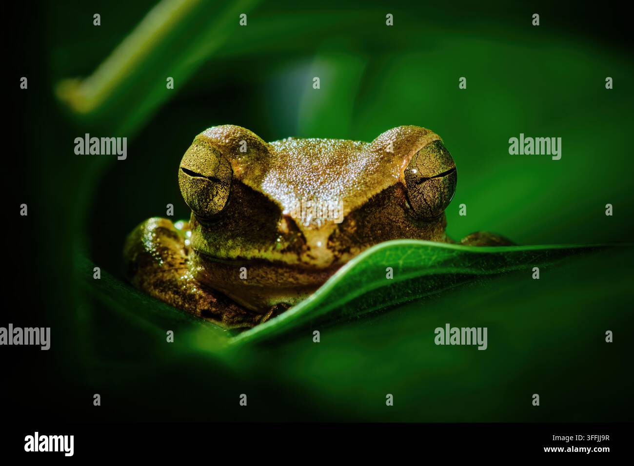 Geradliniger Kopfschuss eines kleinen Baumfrosches, der auf einem grünen Blatt schläft Stockfoto