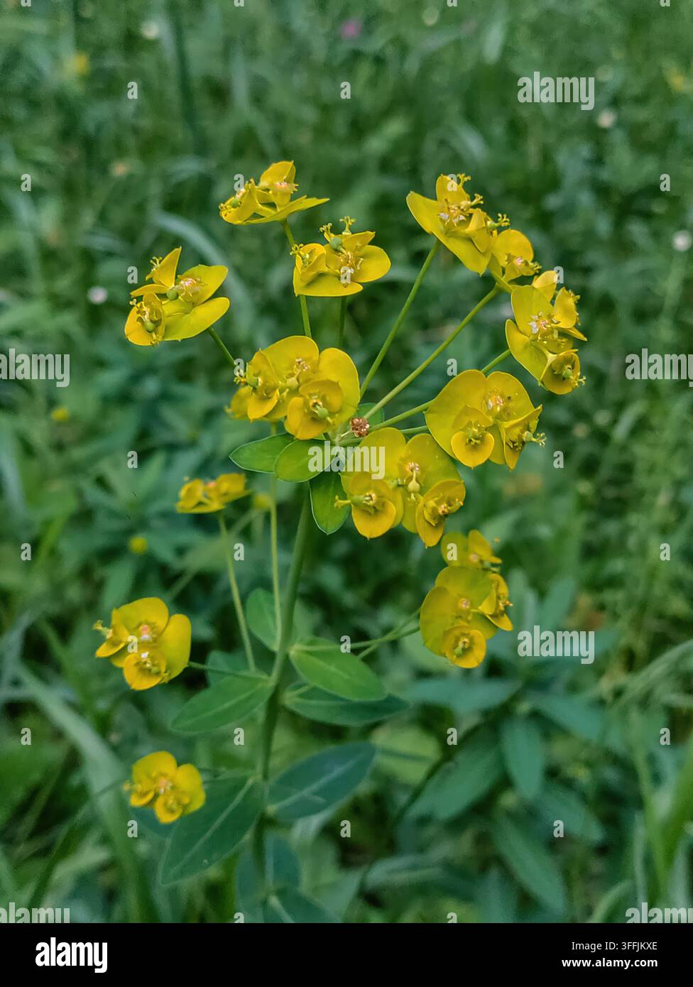 Nahaufnahme von dunkelgelben Blüten an einem dünnen Stiel mit grünen Blättern. Hellgrünes Gras im Hintergrund. Wolfsmilch Stockfoto
