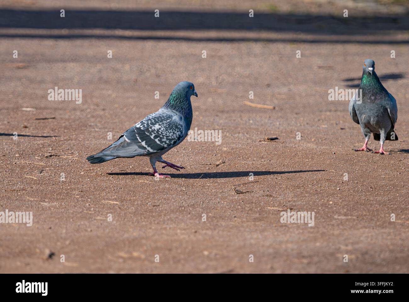 Zwei verwilderte Tauben auf einem sonnigen Sandweg Stockfoto