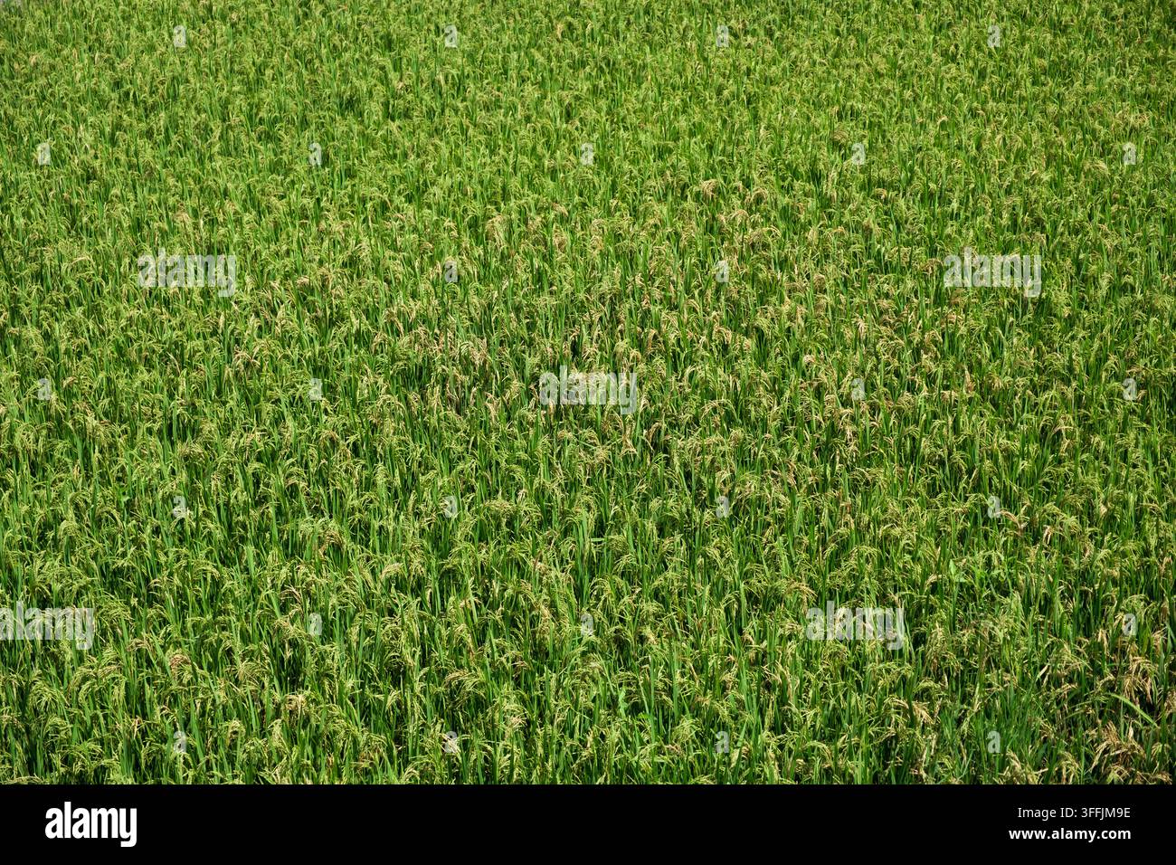 grünes Reisfeld bei Tageslicht Stockfoto