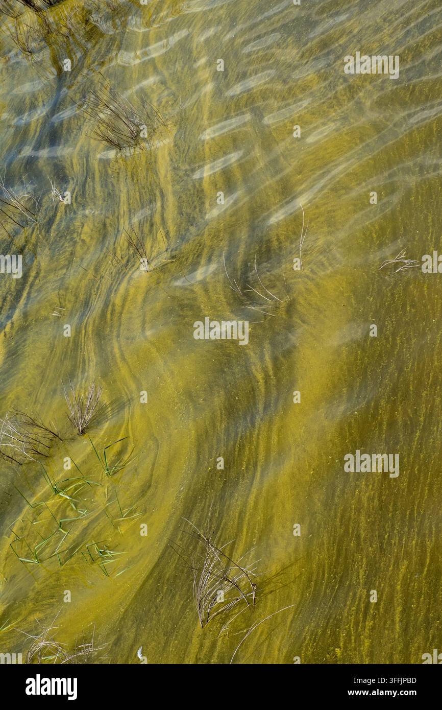 Sandiger, grünlich schimmernder Grund in einem See als Hintergrund Stockfoto
