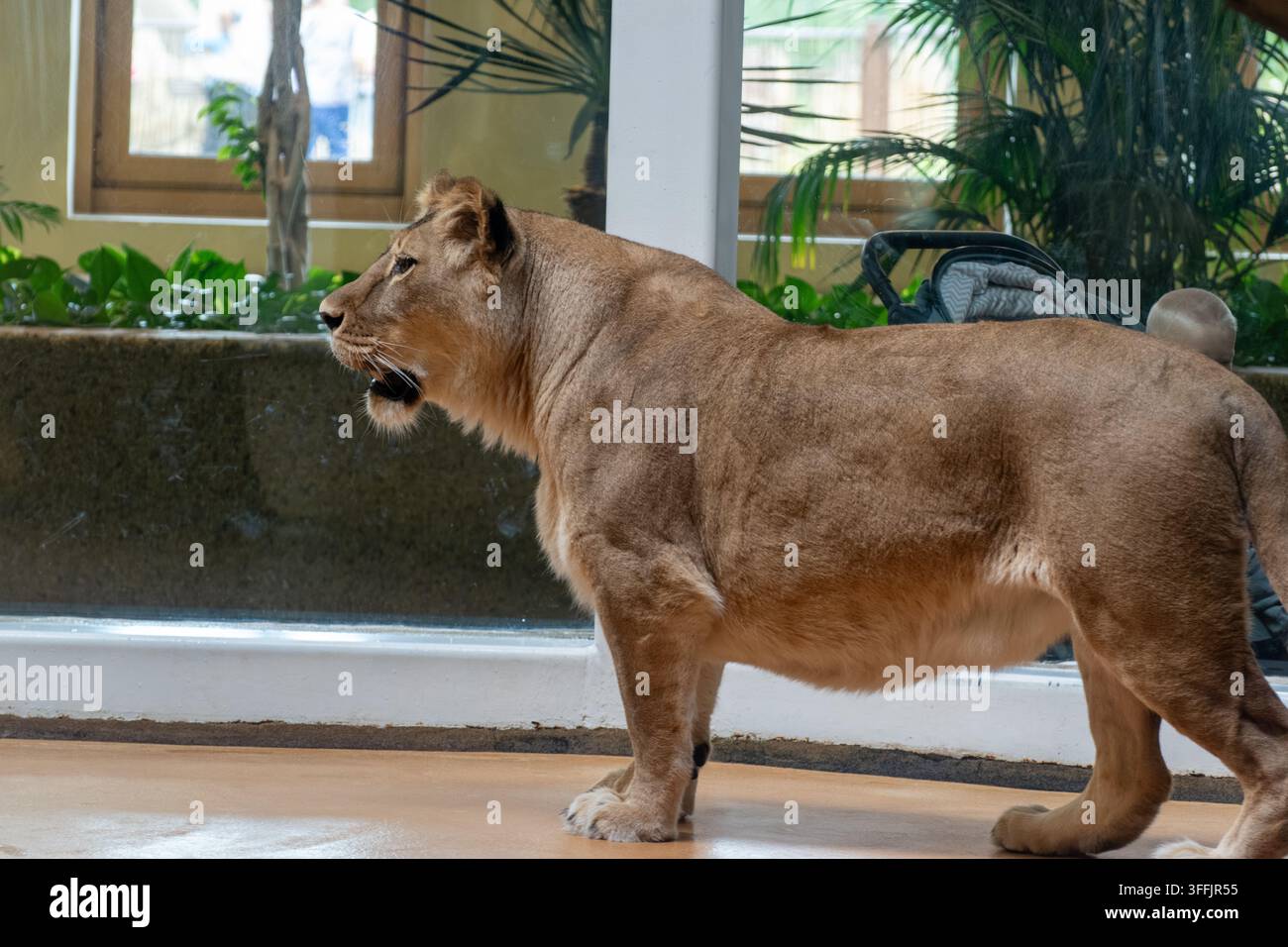 Löwin steht in voller Körperansicht im Seitenprofil im Zoopavillon Stockfoto