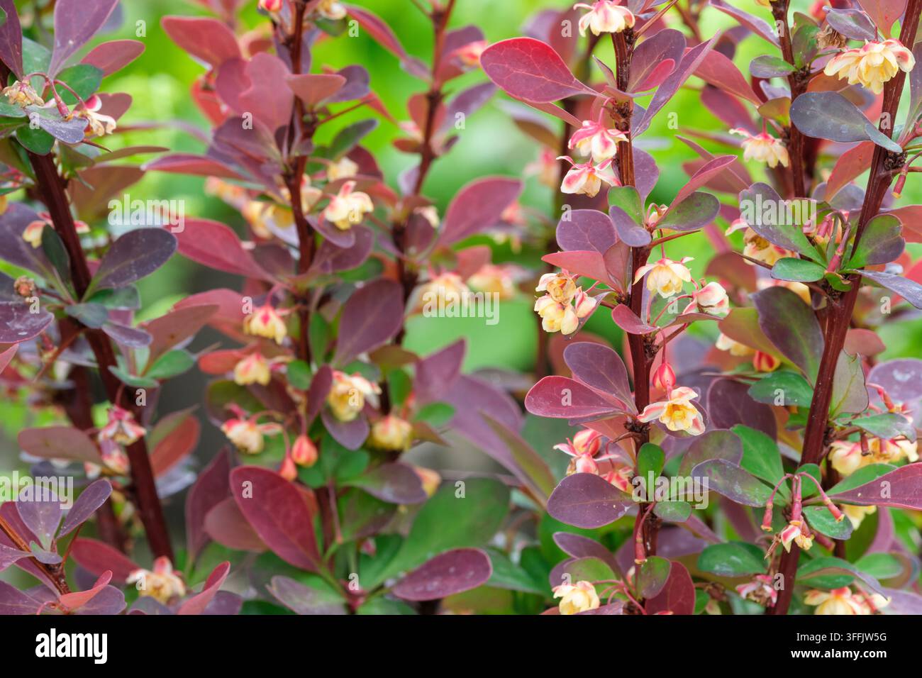 Berberis thunbergii Red Rocket, Japanische Berberitze Red Rocket, grüne/burgunderrote Blätter, kleine gelbe Blüten im Frühling Stockfoto